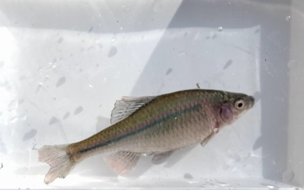 イチモンジタナゴ